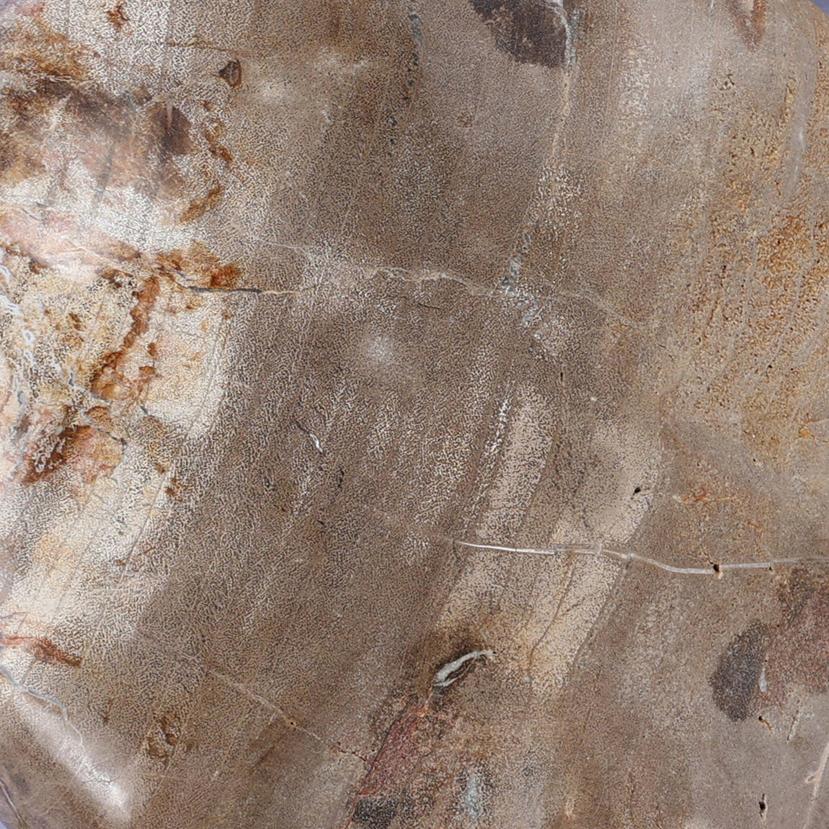 Petrified Wood Organic Sculpture, Set Of 3
