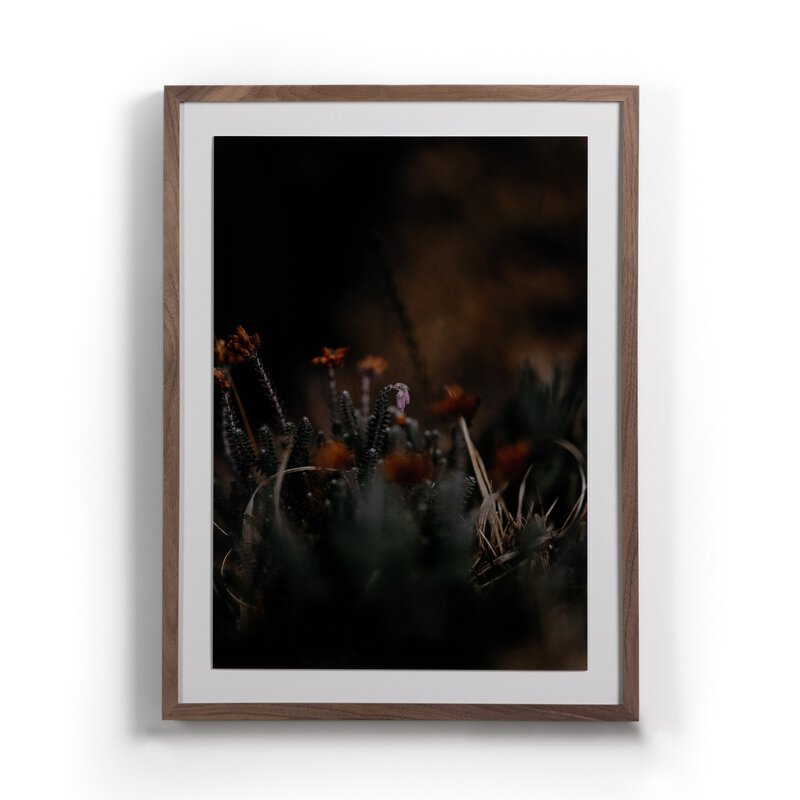 First Bloom By Annie Spratt