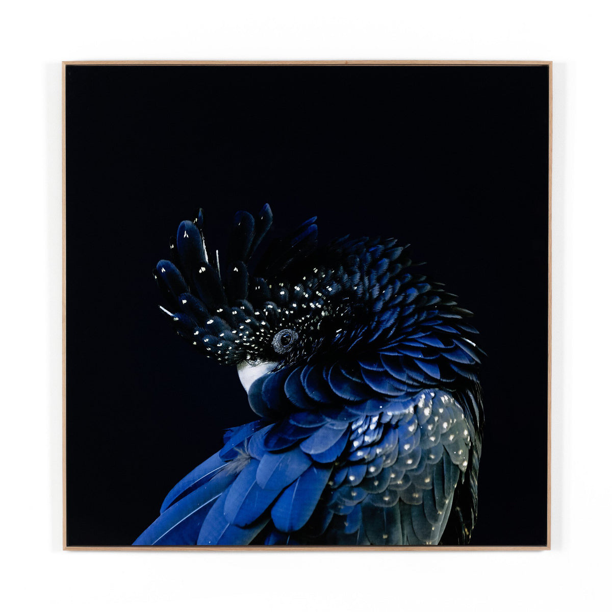 Red-Tailed Black Cockatoo By Getty Images