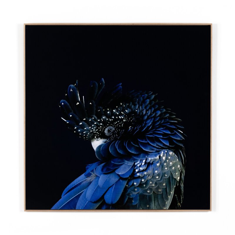 Red-Tailed Black Cockatoo By Getty Images