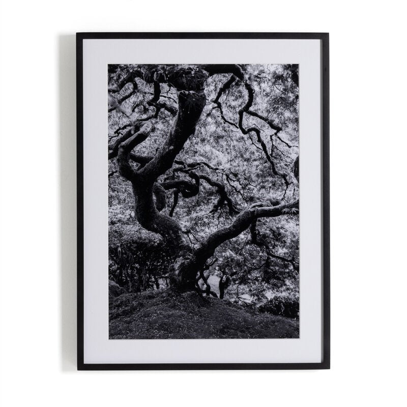 Tree Gaze Iv By Coup D'Esprit