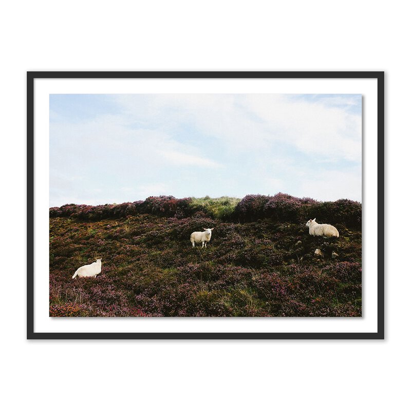 Sheep In Heather By Wesley And Emma Teague