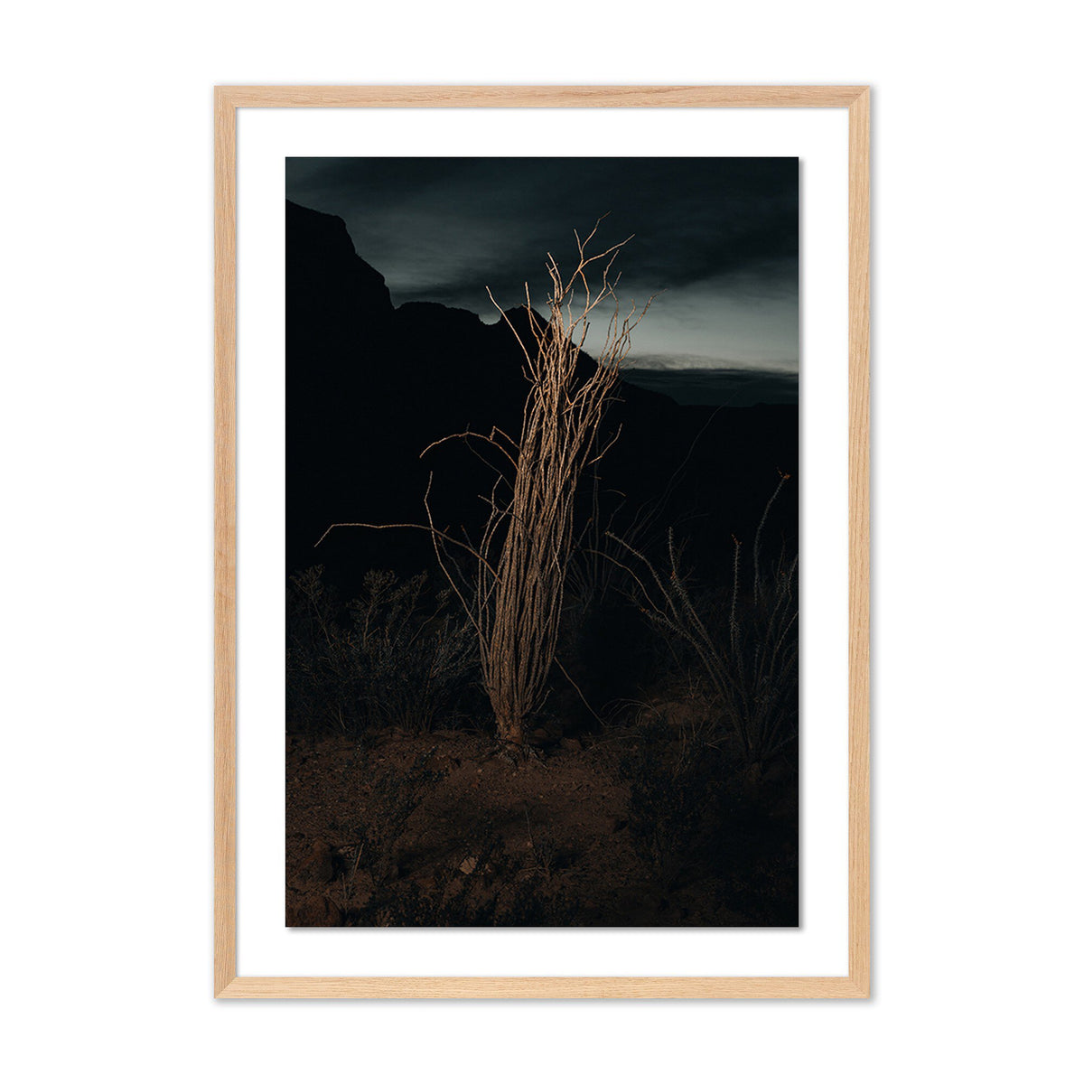 Ocotillo Ii By Mandy Steinback