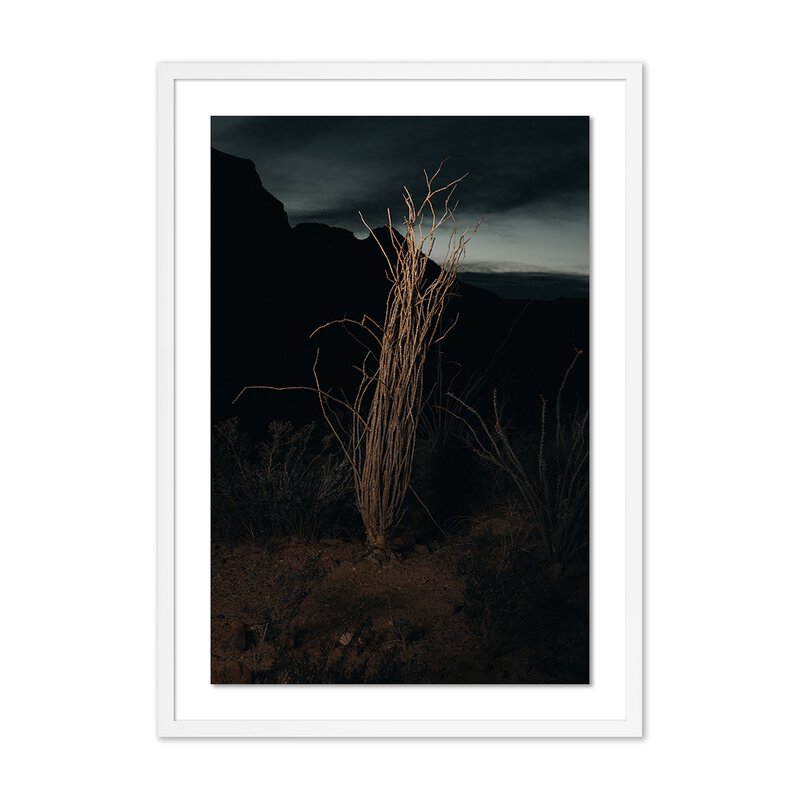 Ocotillo Ii By Mandy Steinback