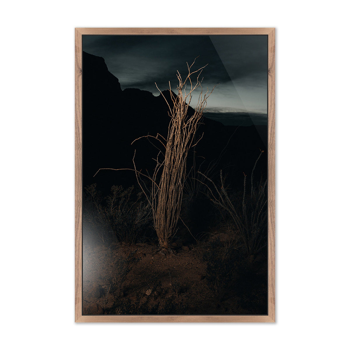 Ocotillo Ii By Mandy Steinback