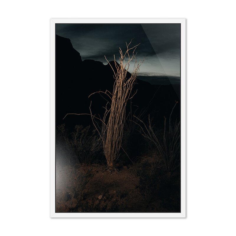 Ocotillo Ii By Mandy Steinback