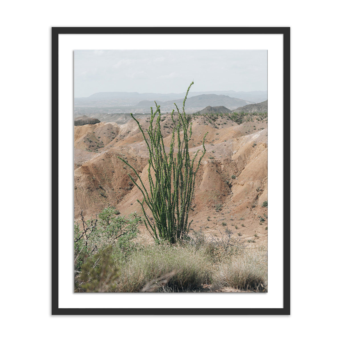 Ocotillo By Mandy Steinback