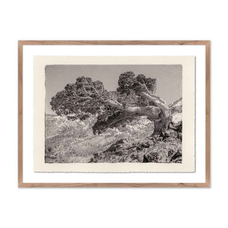 Juniper Gampi By Platinum Revival