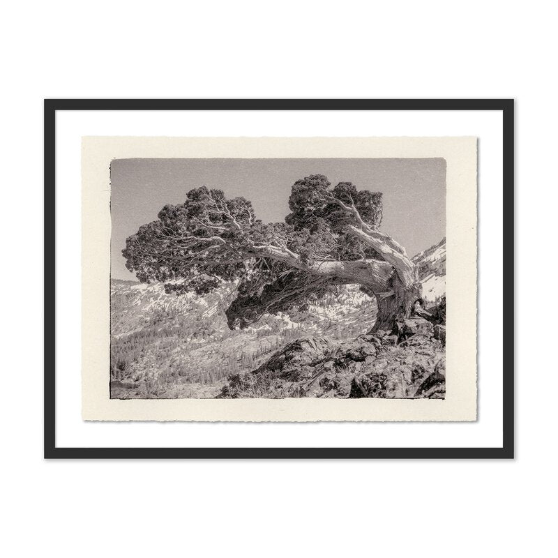 Juniper Gampi By Platinum Revival