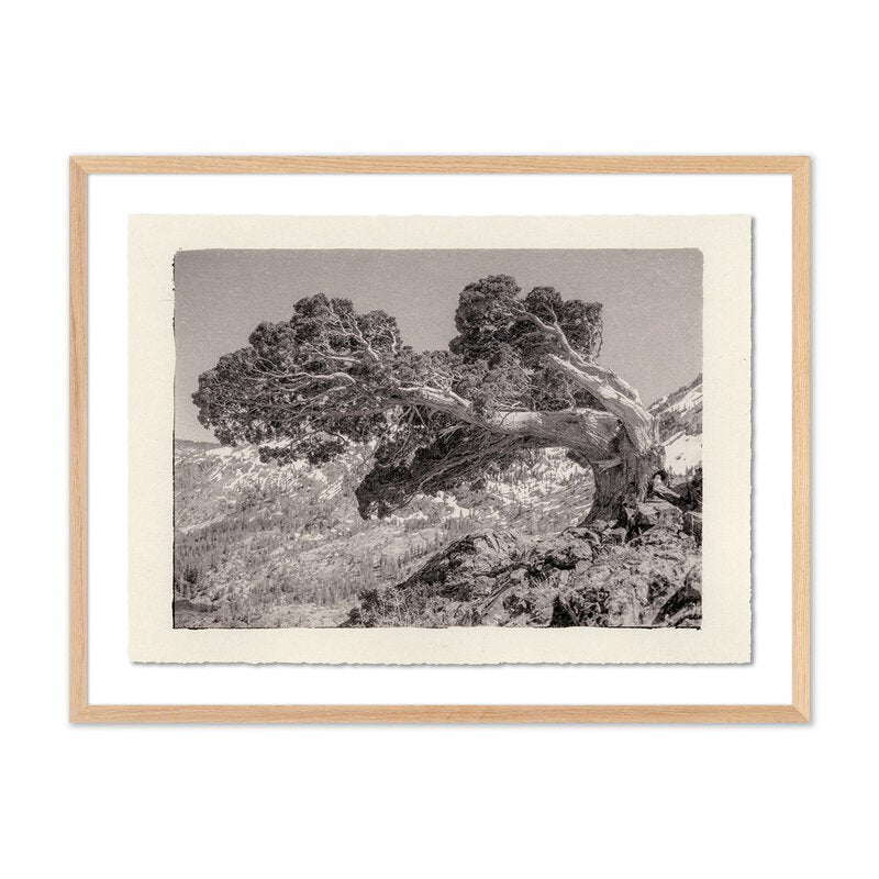 Juniper Gampi By Platinum Revival