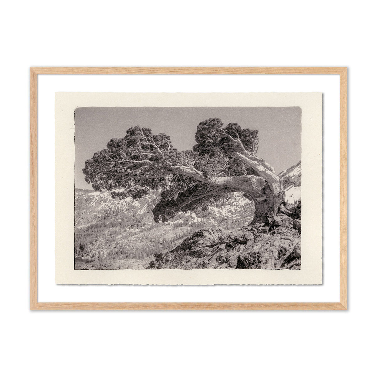 a framed picture of a tree