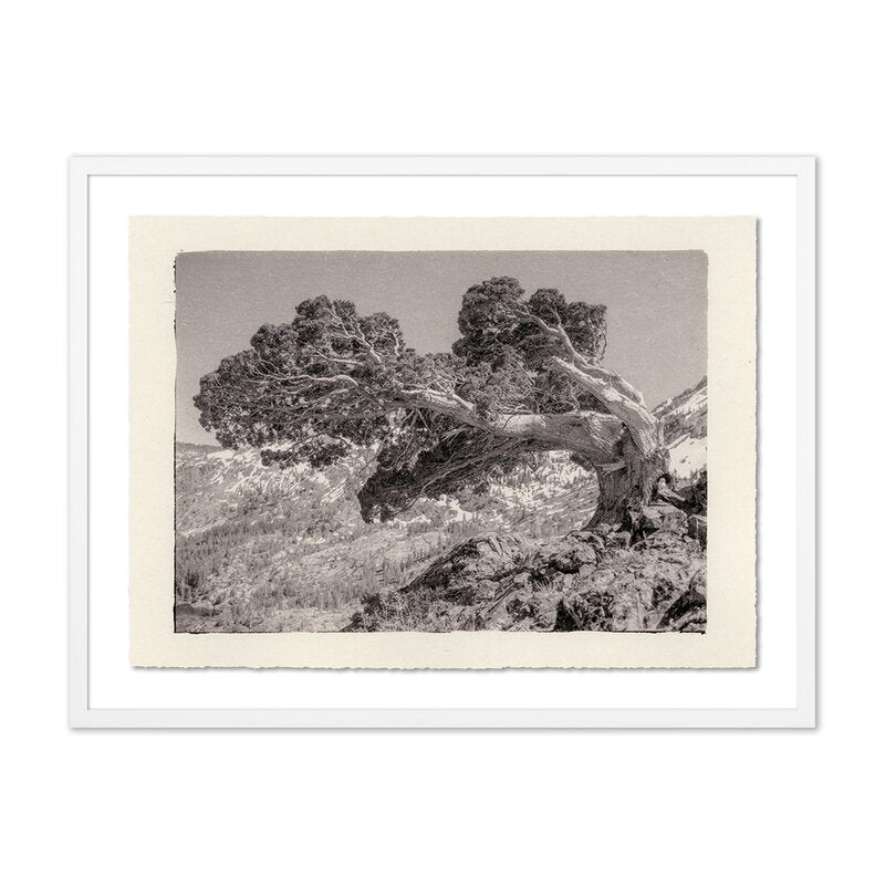 Juniper Gampi By Platinum Revival