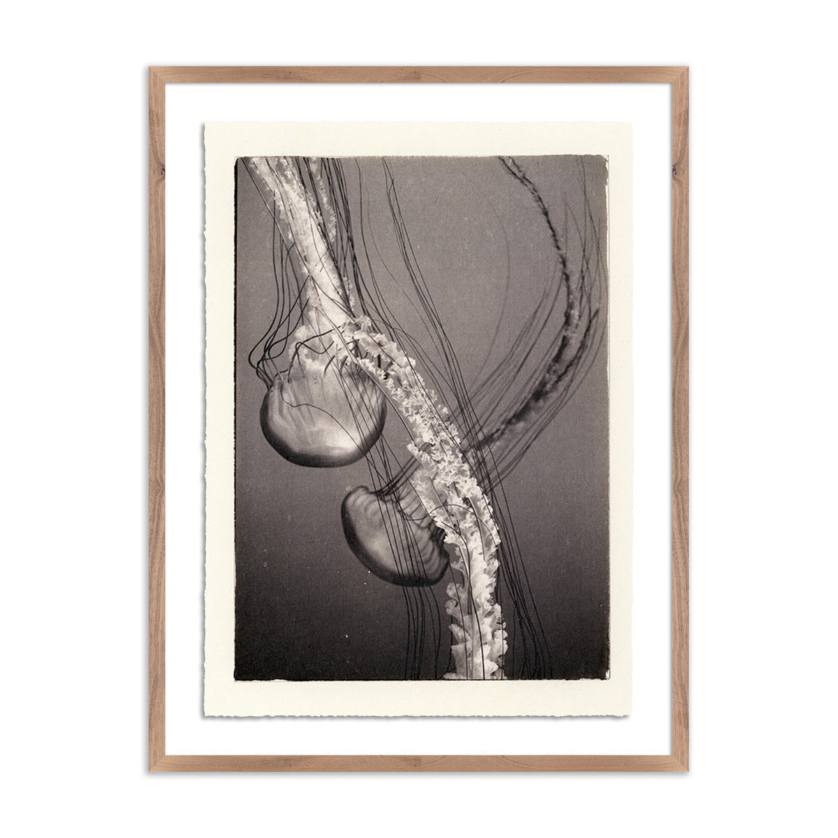 a framed picture of a jellyfish