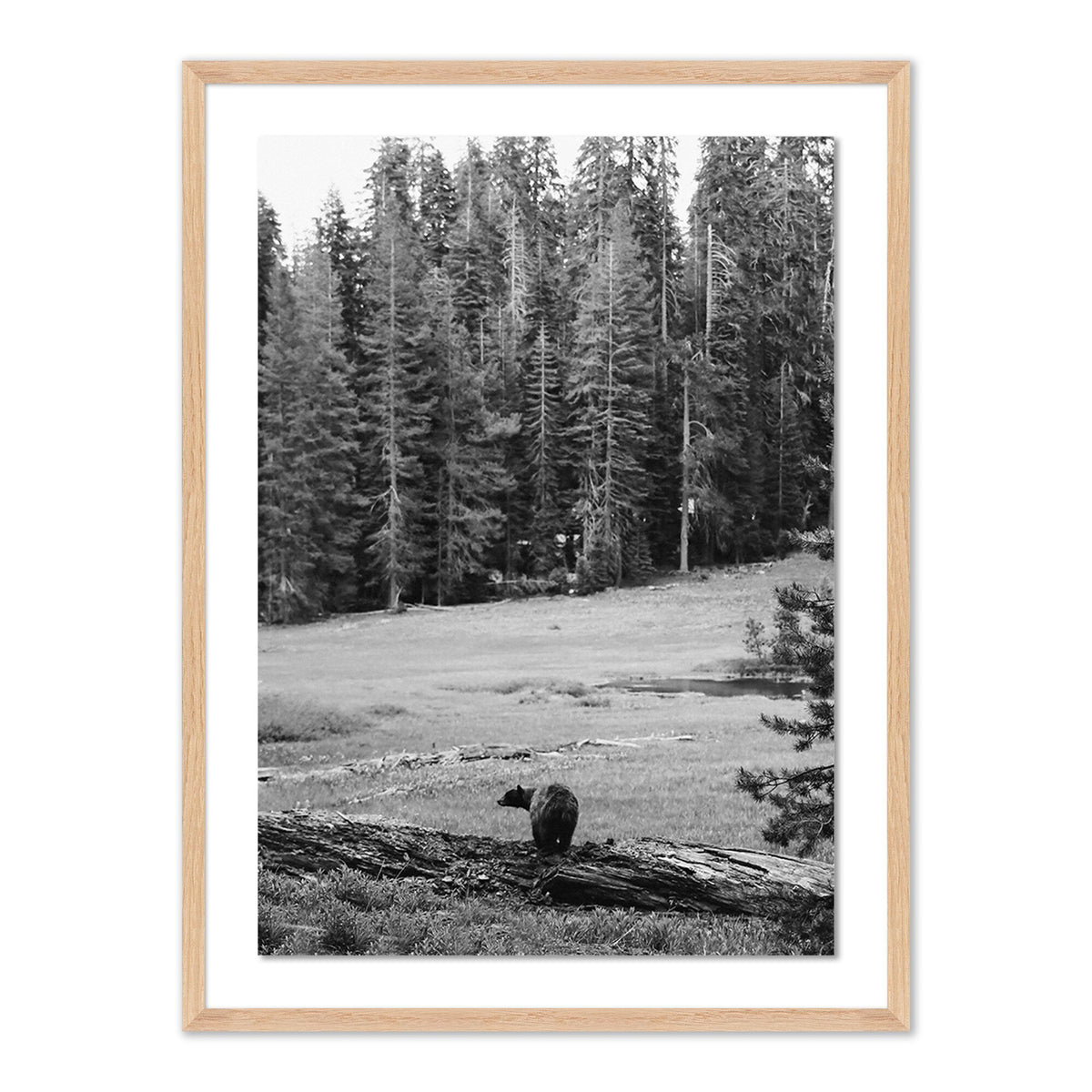Don'T Feed The Bears By Wesley And Emma Teague