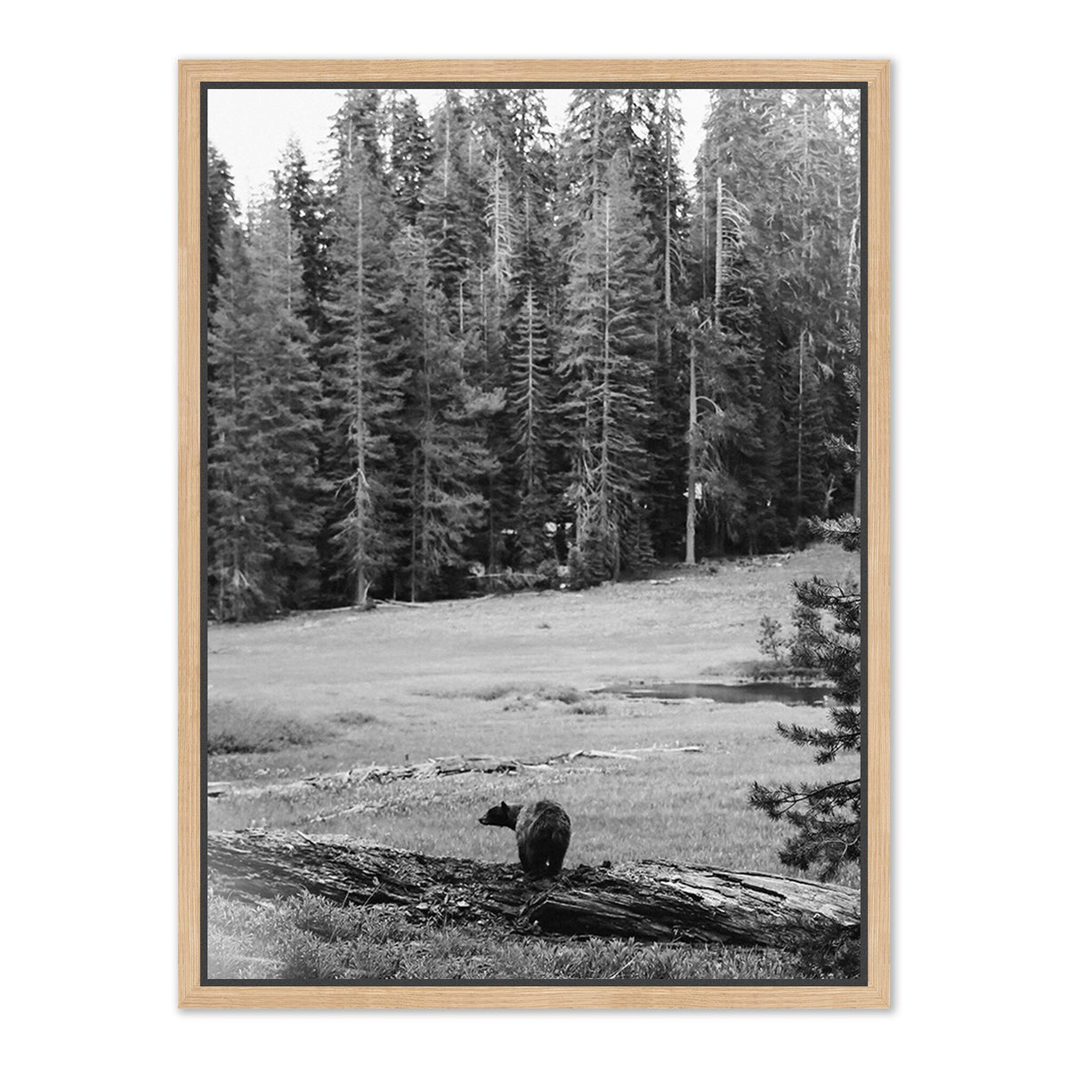 Don'T Feed The Bears By Wesley And Emma Teague