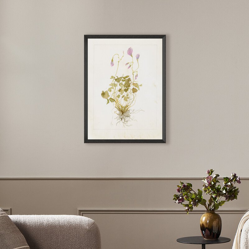 Oxalis Debilis No. 1 By Laurel-Dawn Latshaw