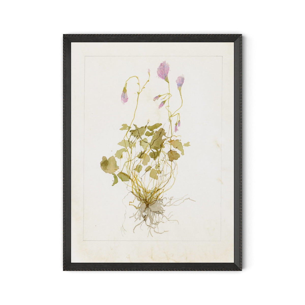 Oxalis Debilis No. 1 By Laurel-Dawn Latshaw - Four Hands (254405-002)