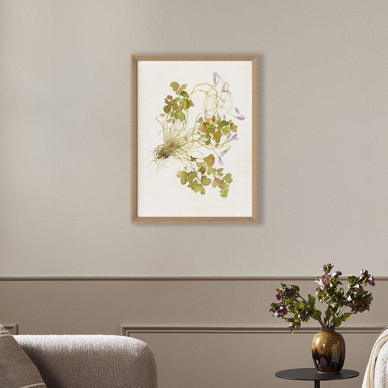 Oxalis Debilis No. 2 By Laurel-Dawn Latshaw