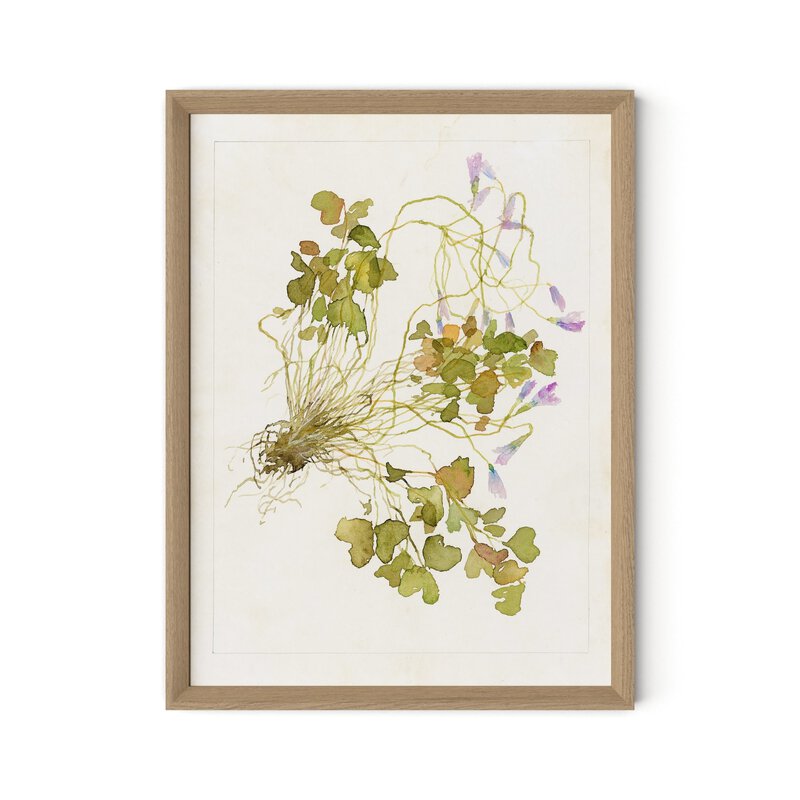 Oxalis Debilis No. 2 By Laurel-Dawn Latshaw