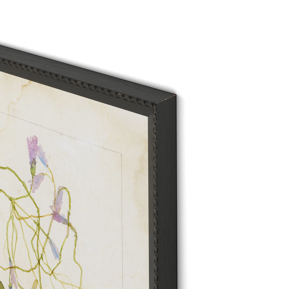 Oxalis Debilis No. 2 By Laurel-Dawn Latshaw