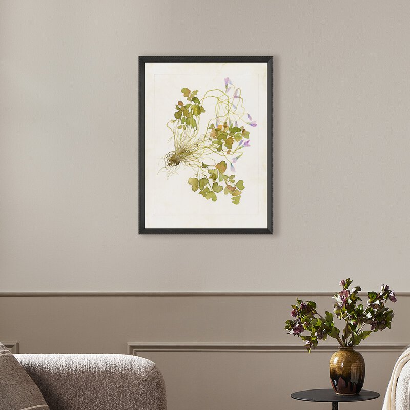 Oxalis Debilis No. 2 By Laurel-Dawn Latshaw