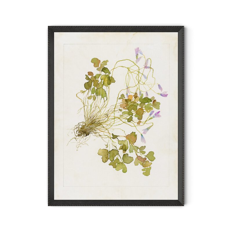 Oxalis Debilis No. 2 By Laurel-Dawn Latshaw