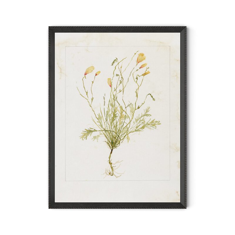 Papaveraceae No. 1 By Laurel-Dawn Latshaw