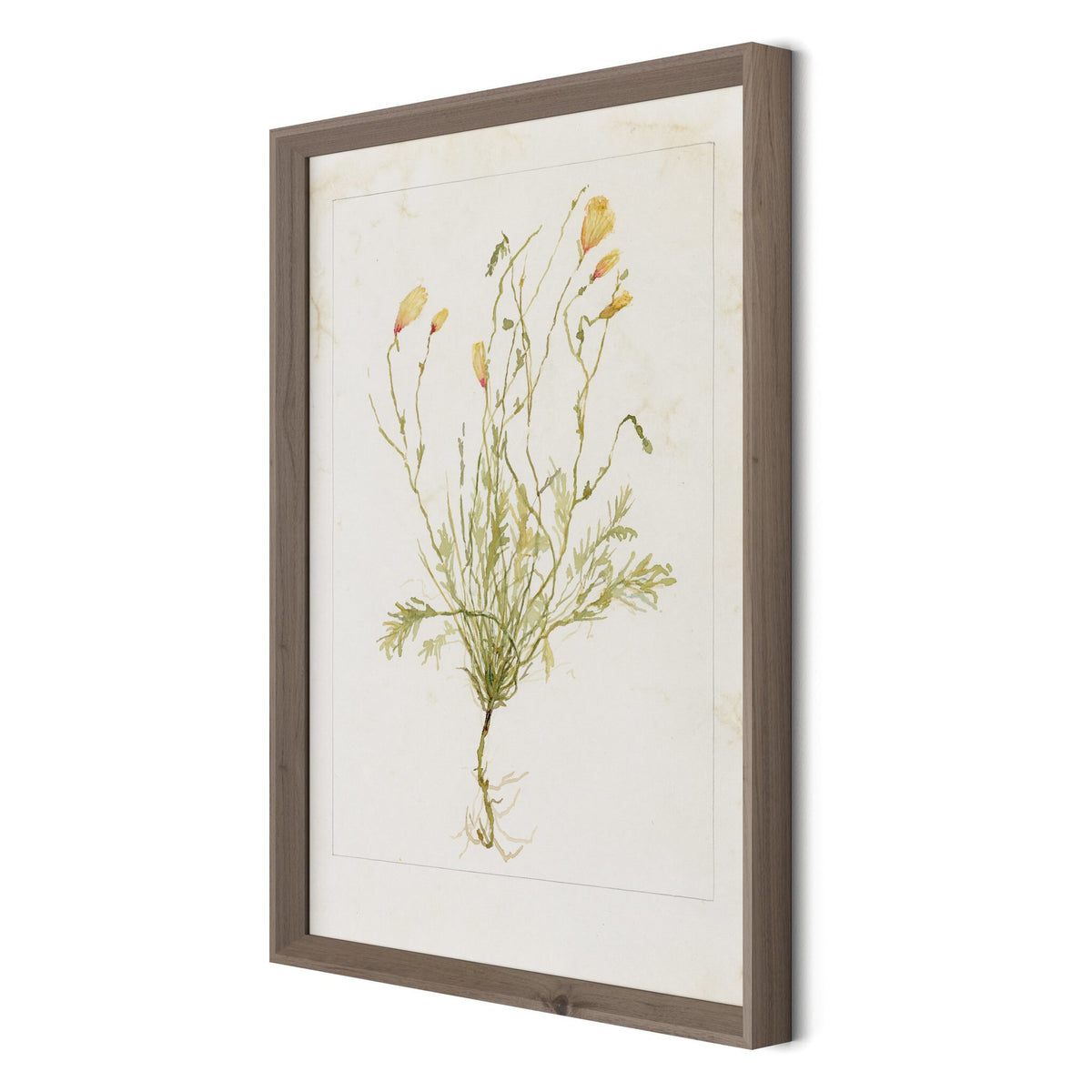 Papaveraceae No. 1 By Laurel-Dawn Latshaw - Four Hands (254407-003)