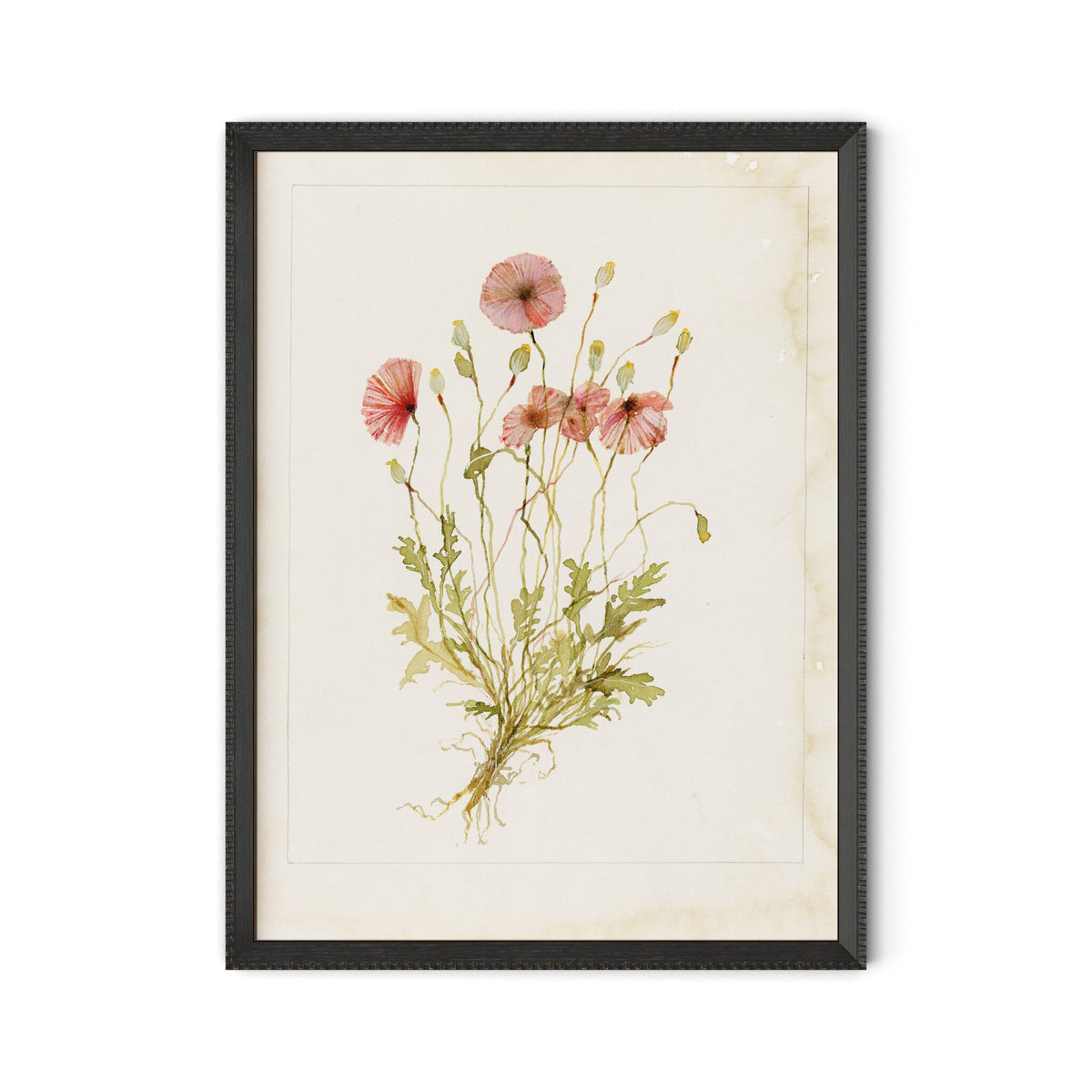 Papaveraceae No. 2 By Laurel-Dawn Latshaw - Four Hands (254408-003)