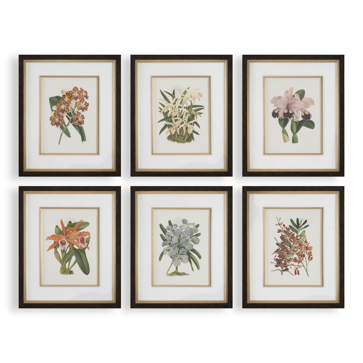 Orchid Botanical Framed Prints, S/6