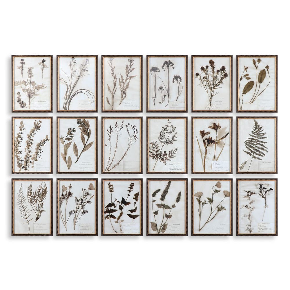 Botany Framed Prints, S/18