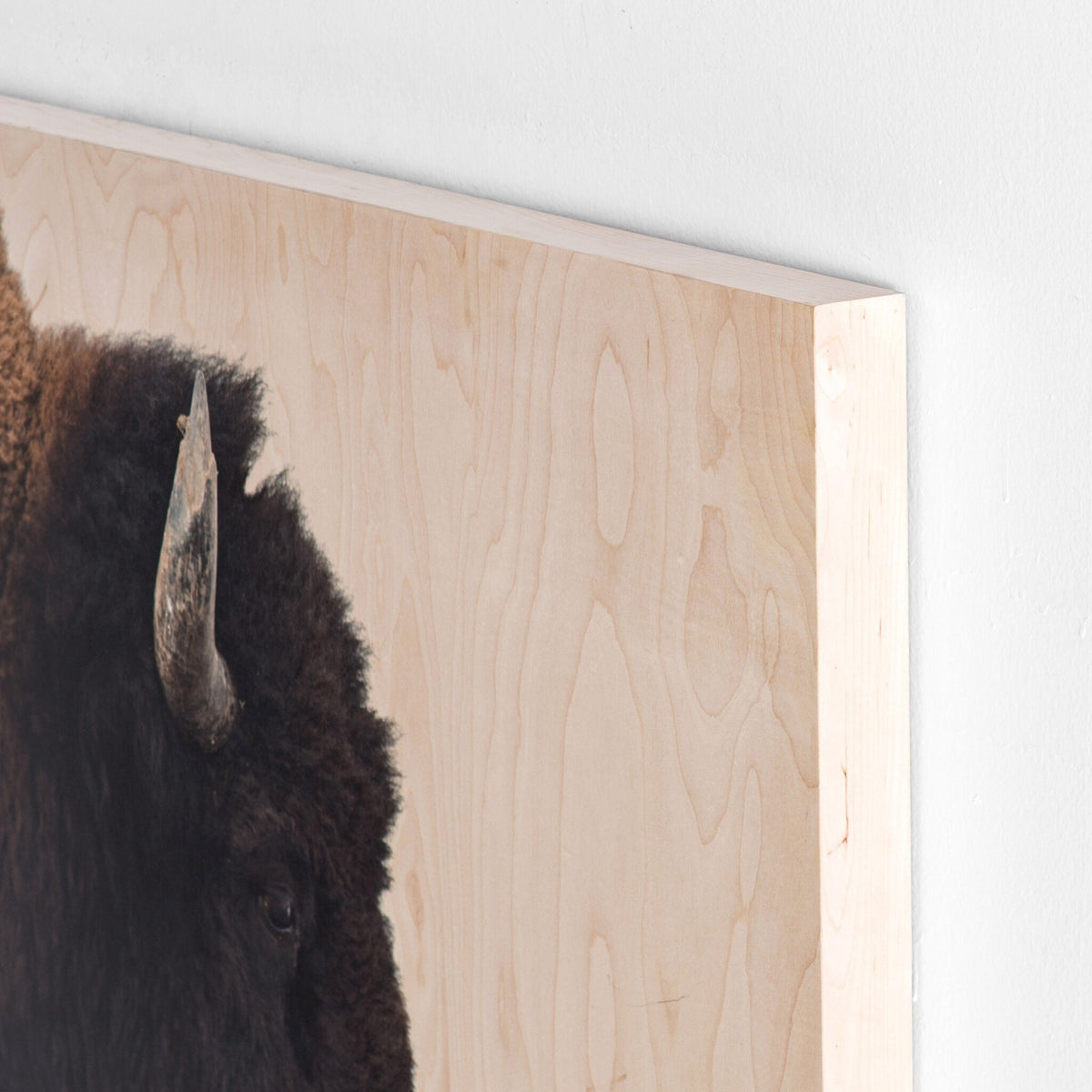 American Bison