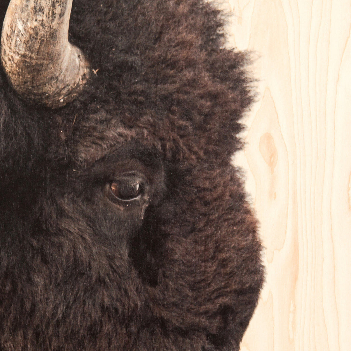 American Bison