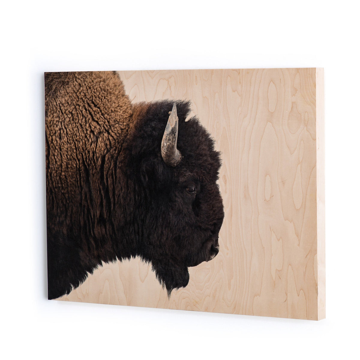 American Bison