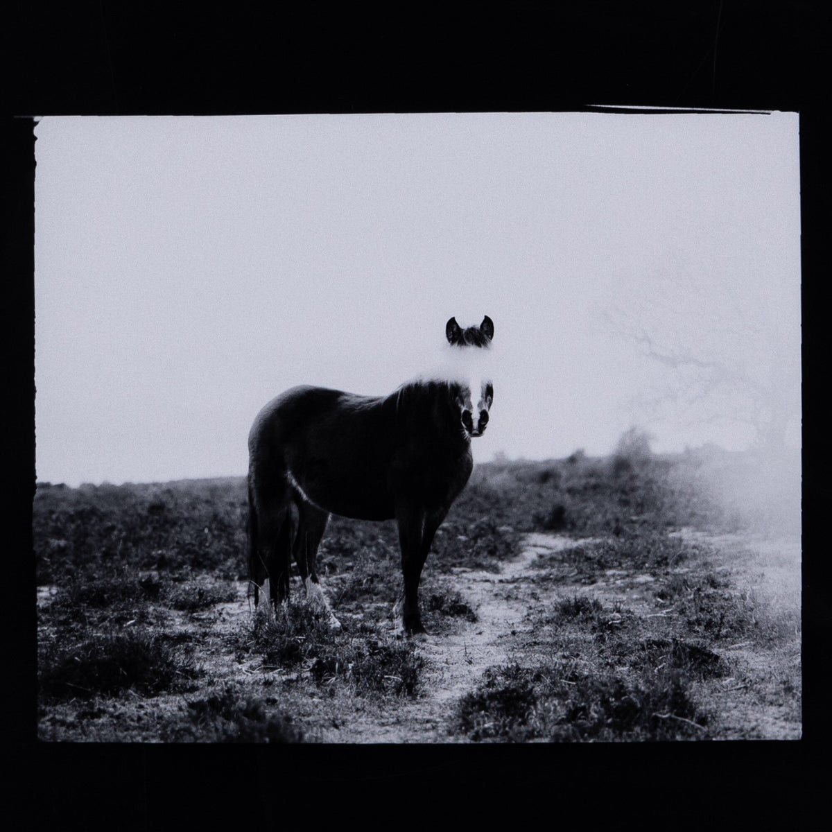 Blank Horse By Annie Spratt Framed Paper