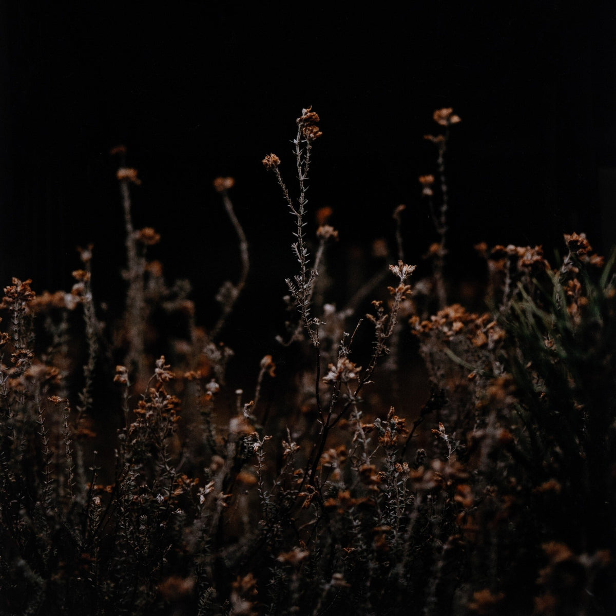Escape I By Annie Spratt
