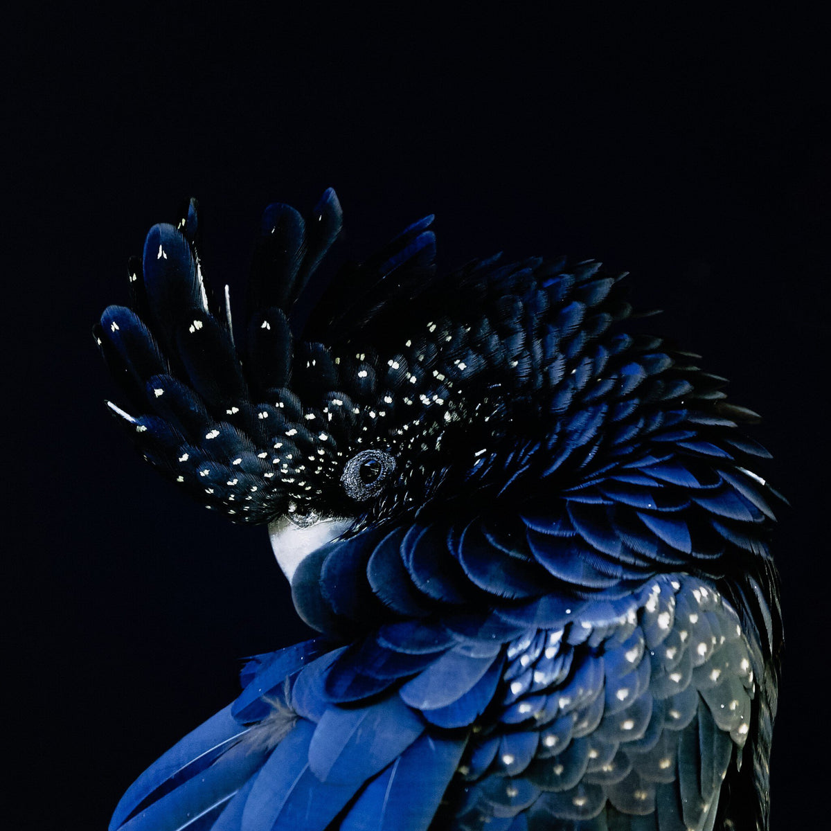 Red-Tailed Black Cockatoo By Getty Images