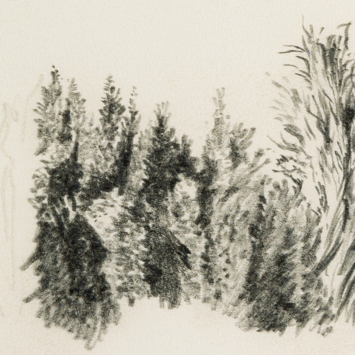 Tree Sketch By Dan Hobday