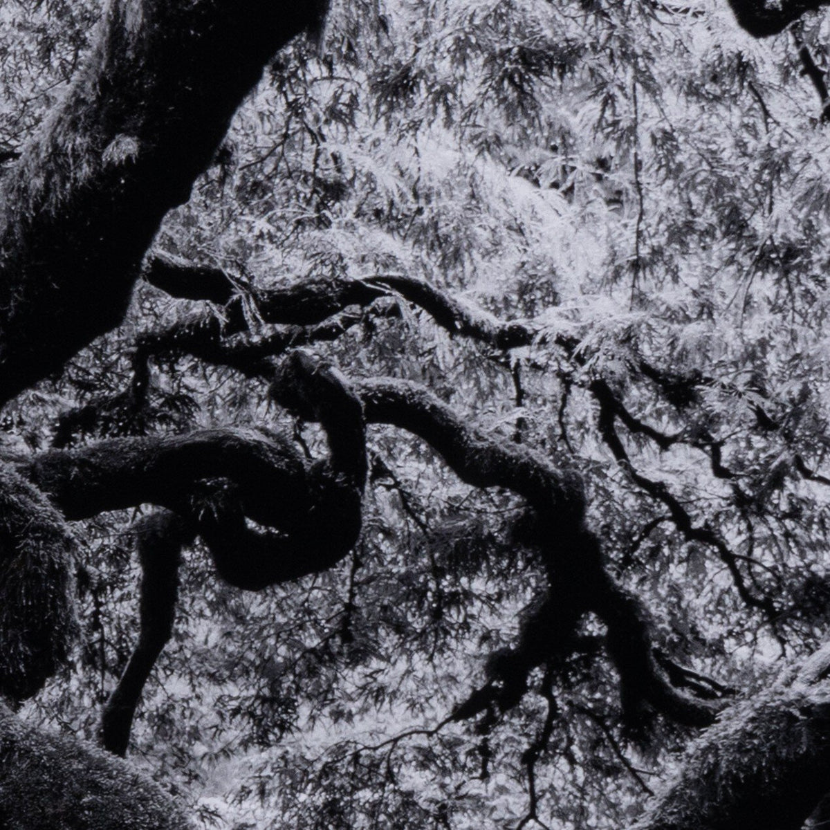 Tree Gaze Iv By Coup D'Esprit