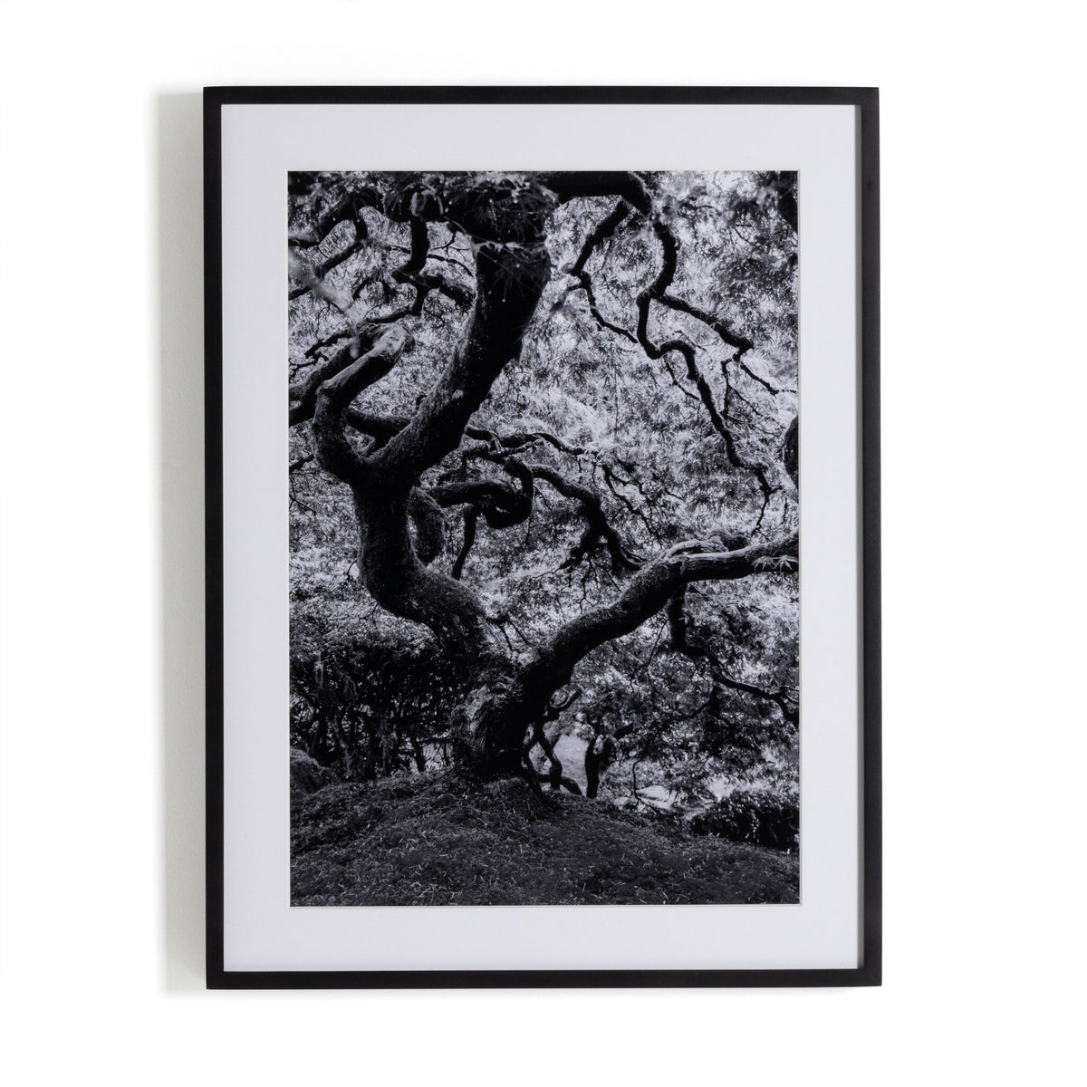 Tree Gaze Iv By Coup D'Esprit