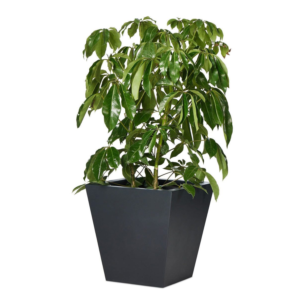 Koto Planter Medium