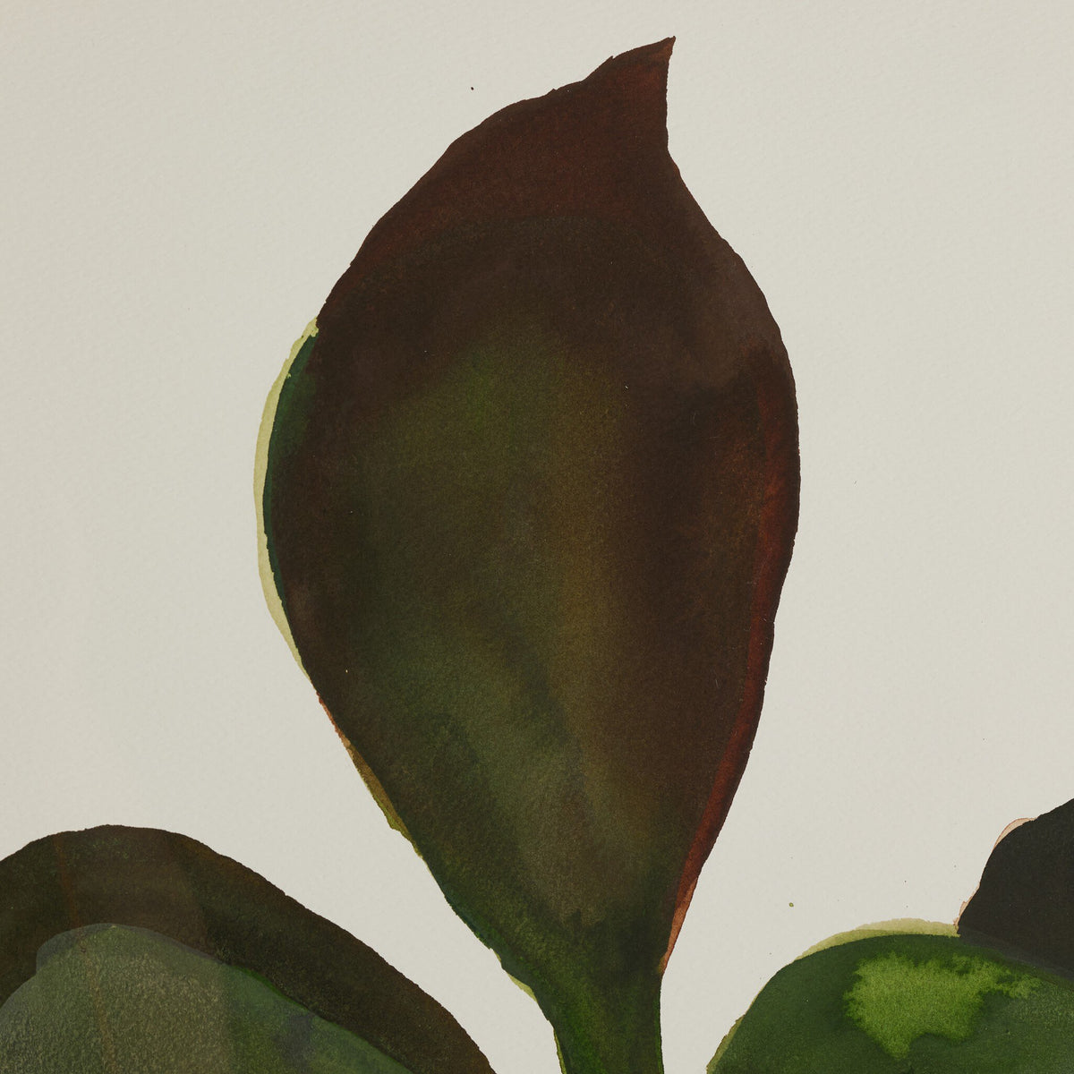 a close up of a leaf