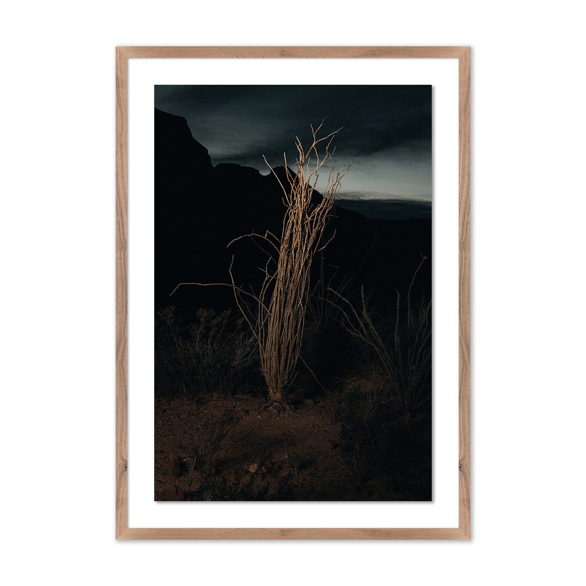 Ocotillo Ii By Mandy Steinback