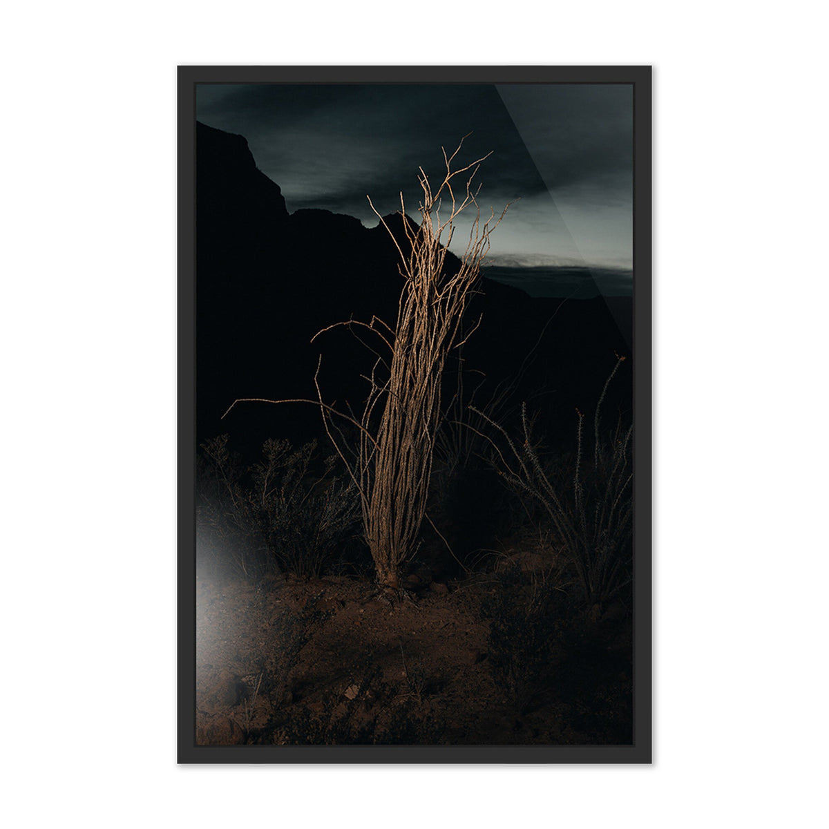 Ocotillo Ii By Mandy Steinback
