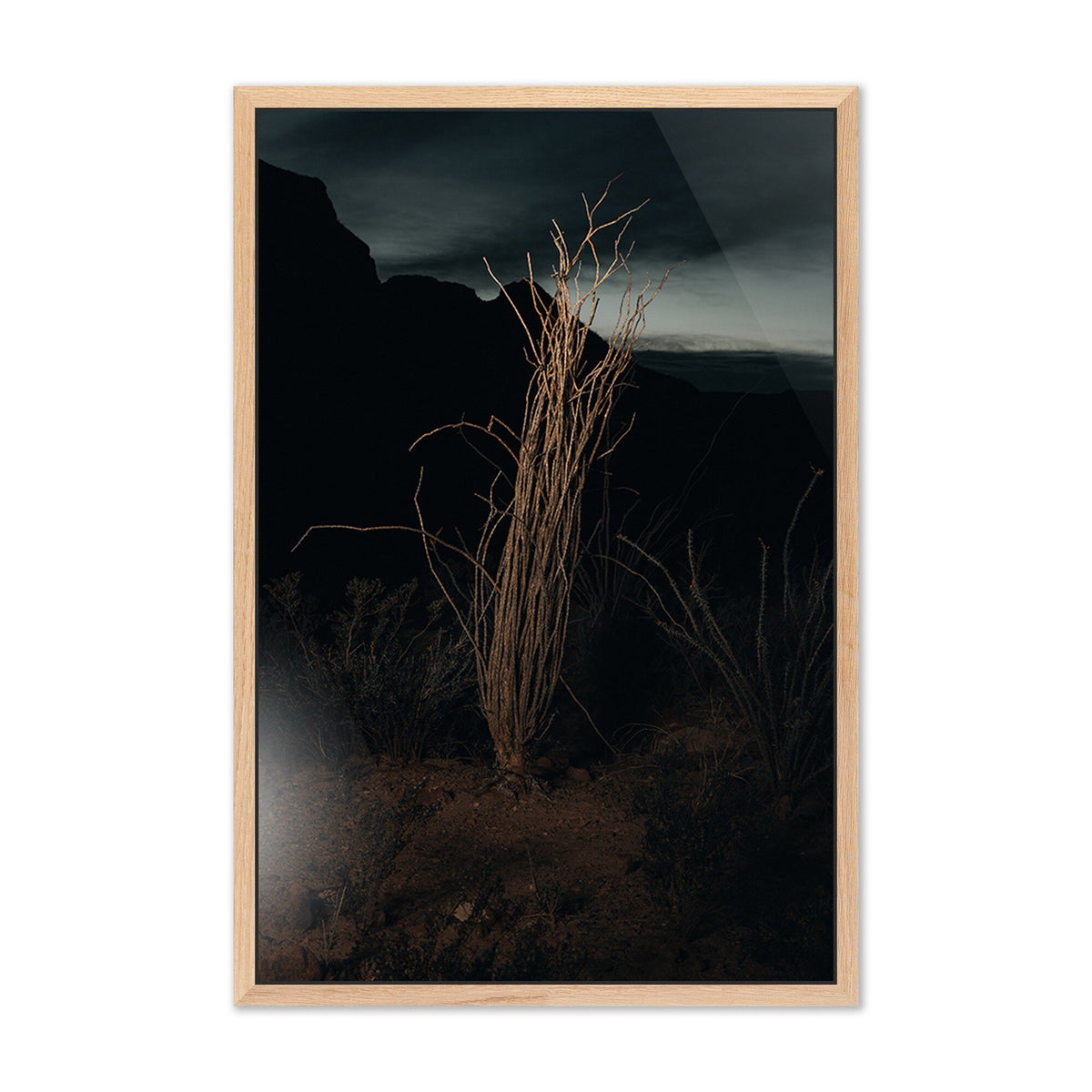 Ocotillo Ii By Mandy Steinback
