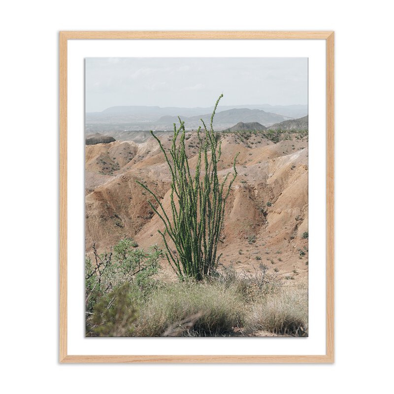 Ocotillo By Mandy Steinback
