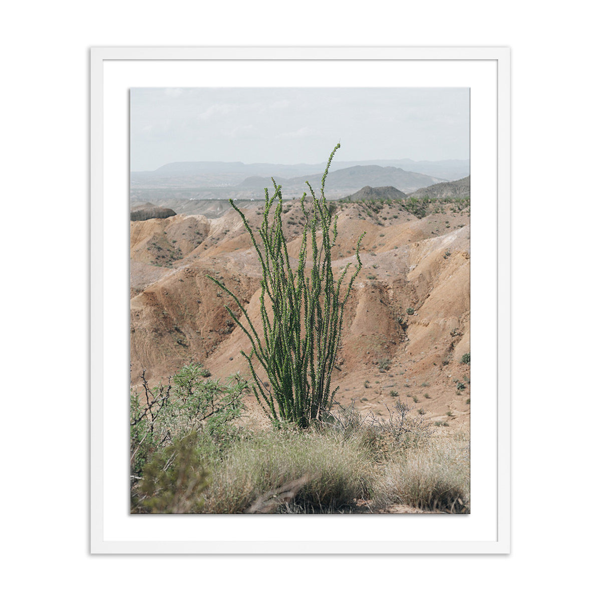 Ocotillo By Mandy Steinback