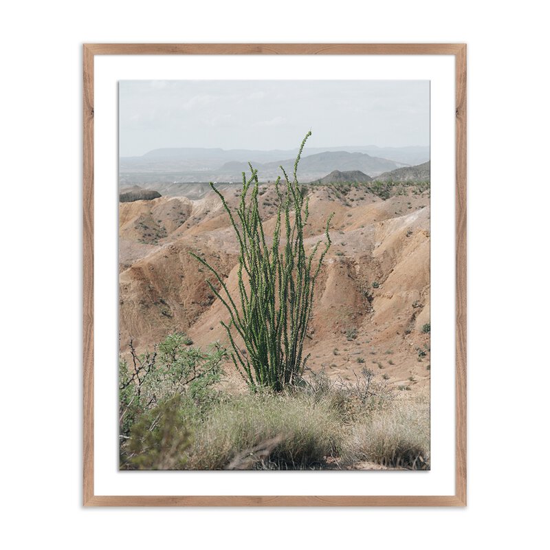 Ocotillo By Mandy Steinback