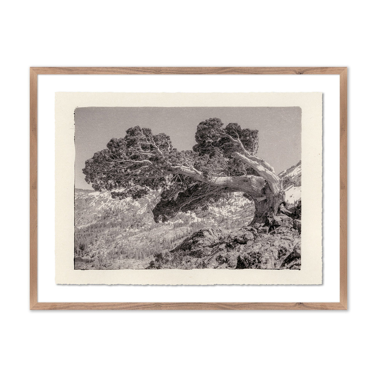 Juniper Gampi By Platinum Revival