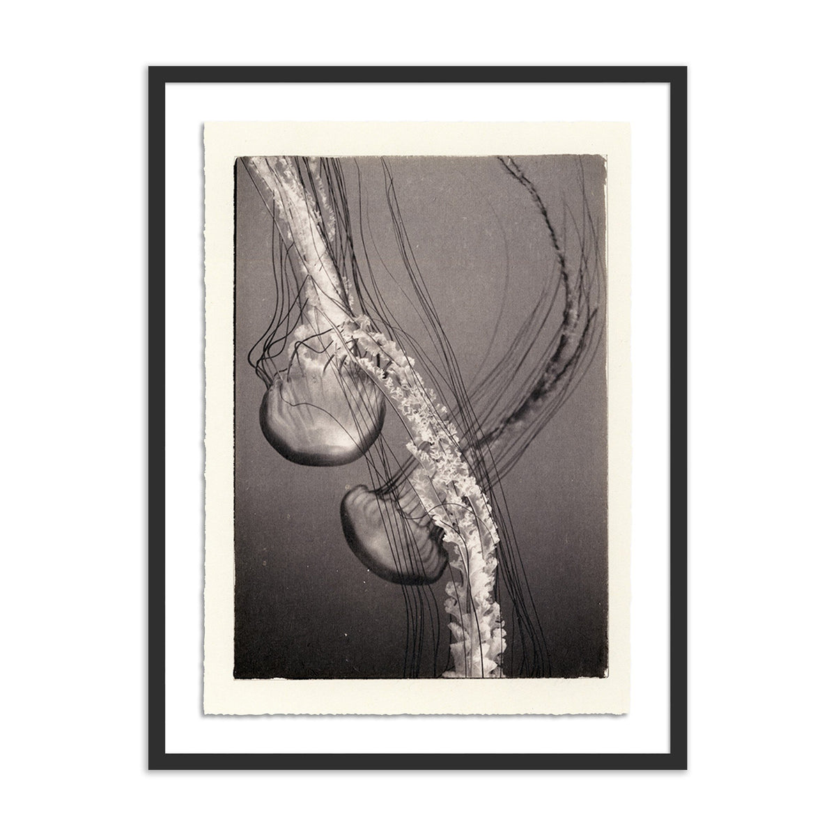 a framed picture of a jellyfish